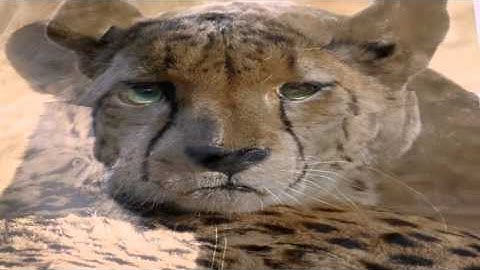 Big Cats Image Morphing