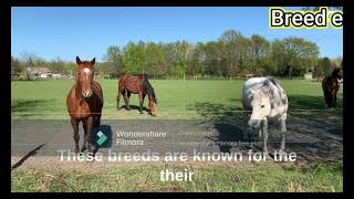 Role of Horses in India by Breed-ë 179 views 1 year ago 1 minute, 5 seconds