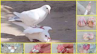 baby pigeon hatching | from an egg takes 1 day to 34 days