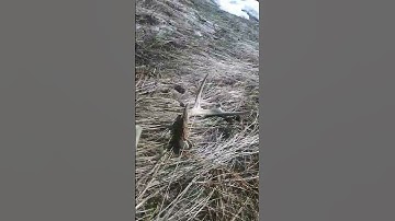 DeerShed!🦌#deer #antlers #fun #fyp #wow #shorts #wildlife #nature #explore #diy #hunting #love #new