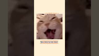 고양이한테 절대 주면 안 되는 음식 3가지 #고양이 #간식 #응급실 #병맛
