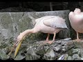 Як стрижеться Пелікан  рожевий. Pelecanus onocrotalus