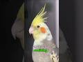 You’re scaring your cockatiel without knowing it 😳🐦 #cockatiel #bonding #shorts #viral