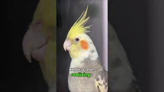 You’re scaring your cockatiel without knowing it 😳🐦 #cockatiel #bonding #shorts #viral