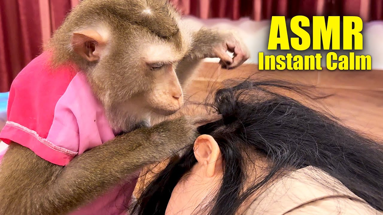 Monkey ASMR | Extremely Tingly Scalp Grooming for Pure Tingly Sleep