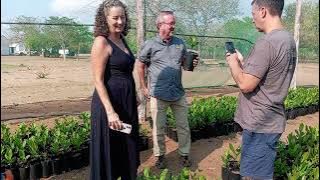 Viveiros de mudas de cajueiros em Moçambique África 