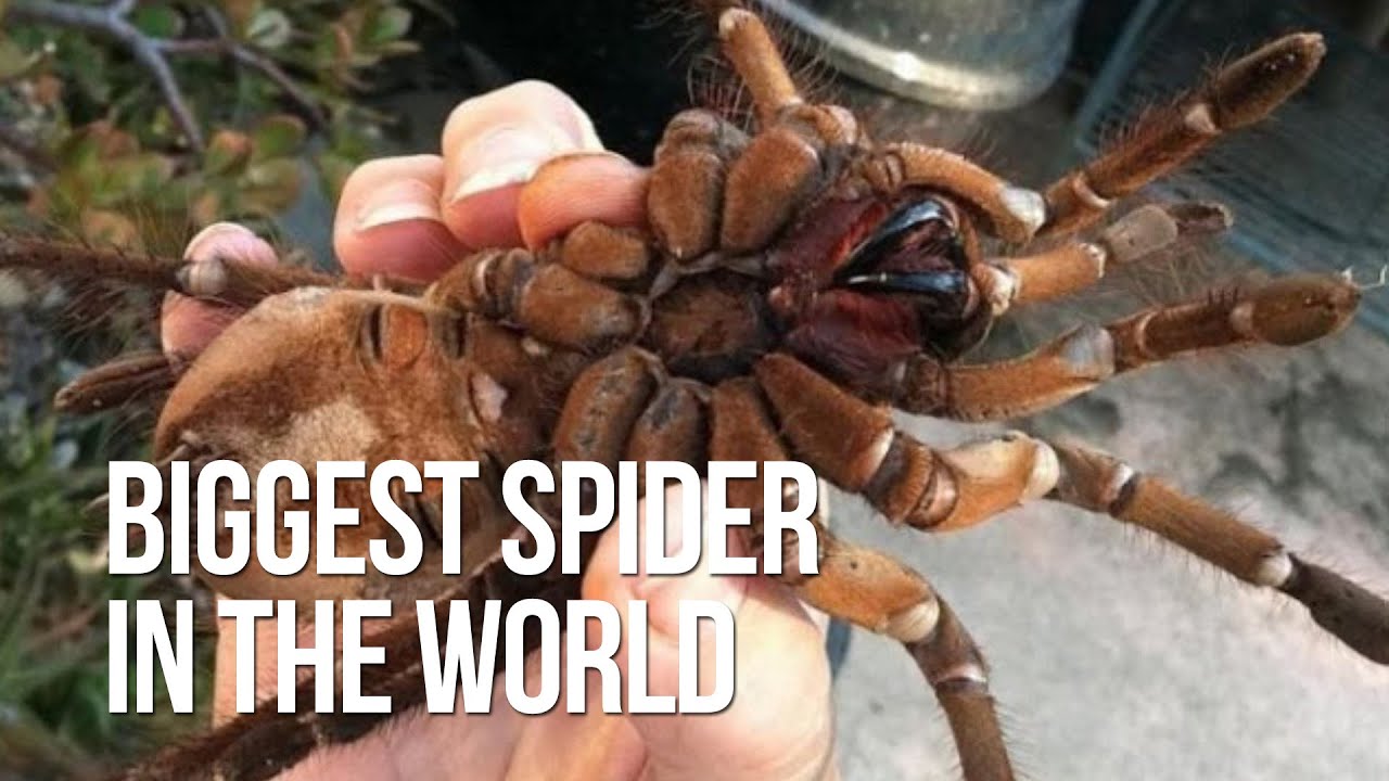 the worlds biggest spider