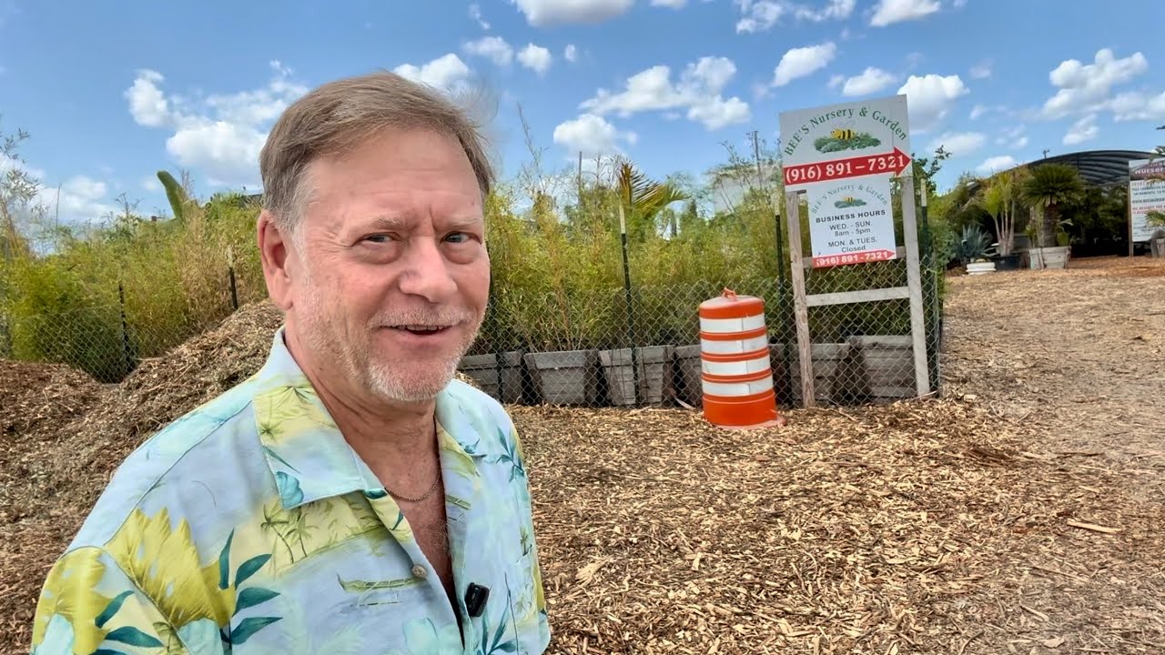 NEWEST NORTHERN CALIFORNIA TROPICAL FRUIT TREE NURSERY - HUGE MANGO, AVOCADO, GUAVA, FRUIT TREES
