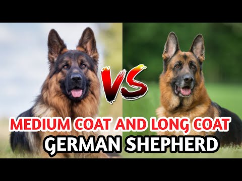 difference-between-medium-coat-and-long-coat-of-german-shepherd-/-difference-between-gsd-coats