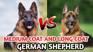 german shepherd medium coat dog