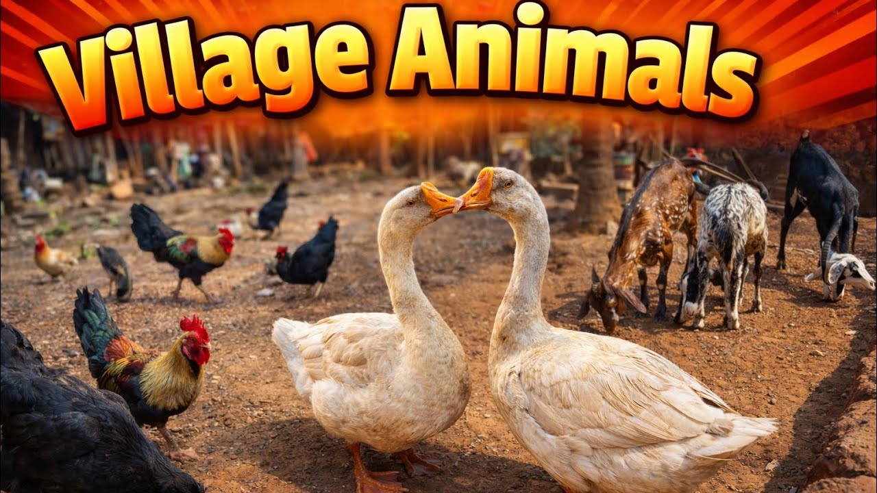 Столько животных у меня на заднем дворе! 😍🐥 #влог