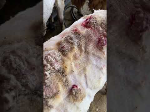 Video: Jesu li ovce ozlijeđene kada se šišaju?