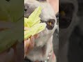 배추먹방하는 이순덕씨🐶#배추먹방 #배추요리 #강아지쇼츠 #강아지영상 #강아지일상 #frenchbulldog #먹방asmr
