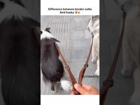 Difference between husky and border collie