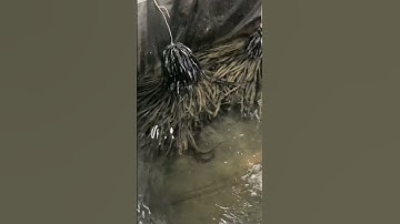 Chuyển đổi từ nuôi lươn sang nuôi cá bống tượng triển khai ở củ chi farm sắp tới #remix