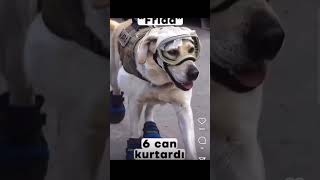 Depremde Hayat Kurtaran Kahraman Köpekler. Patilerinize Kurban Olurum