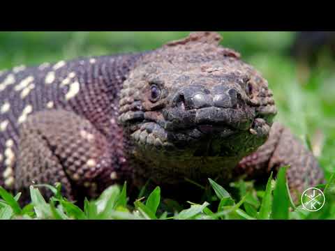 COSTA RICA IN 4K 60fps HDR ULTRA HD