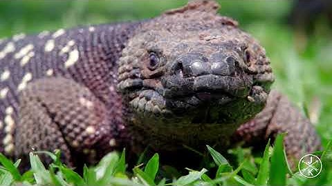 COSTA RICA IN 4K 60fps HDR (ULTRA HD)