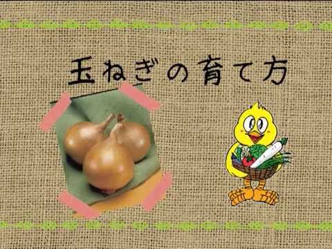 タマネギの育て方 農業屋 Youtube