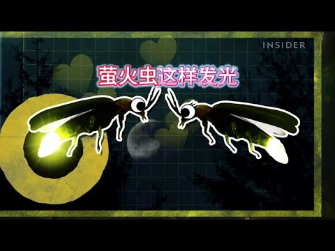 原來螢火蟲是這樣發光的，螢火蟲發光原理