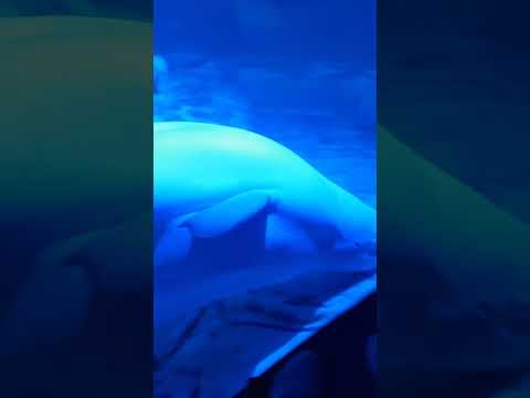Vídeo: Beluga é um peixe triste