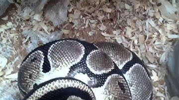 Adult female ball python eating big rat!! PART 1/2