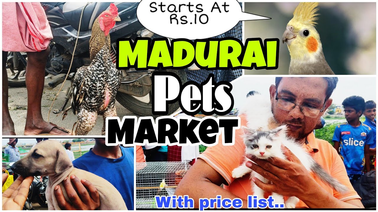 Madurai pets market with price and contact | Sunday pet market madurai #petmarket #pets #madurai