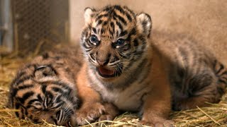 Checkup day for two rare Sumatran tiger cubs born in a French zoo | AFP