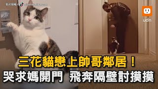 三花貓戀上帥哥鄰居！ 哭求媽開門 飛奔隔壁討摸摸｜貓咪｜三花貓｜帥哥｜鄰居｜可愛寵物　@eliethehallwaycat
