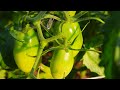 My Tomato Plants are Growing Great!! Here is HOW I am Growing Them!!