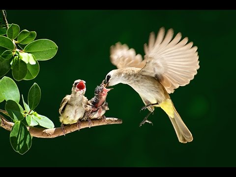 30+ Birds Taking Care Of Their Babies 