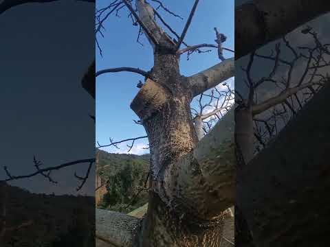 Video: Consejos para podar nogales - ¿Cuál es el mejor momento para podar nogales?