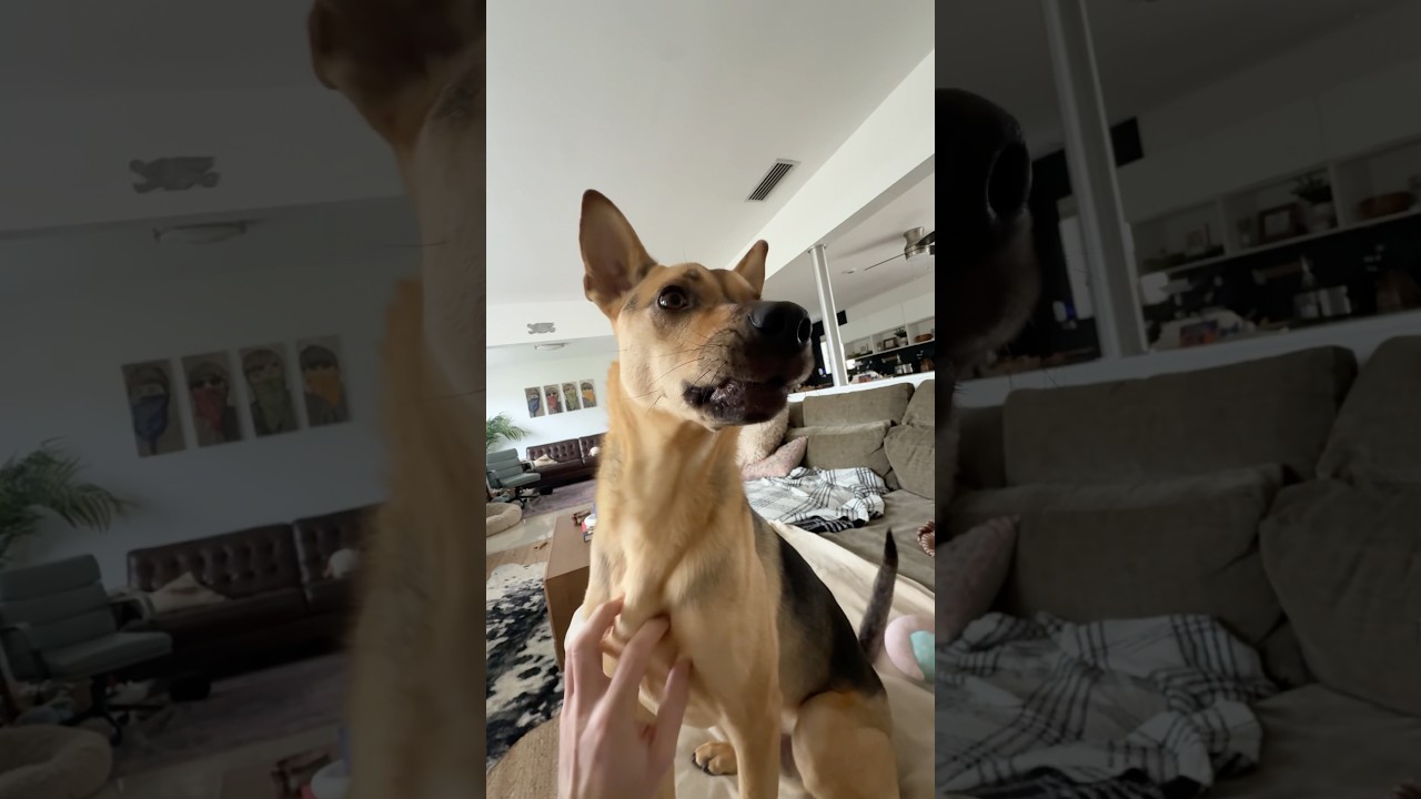 Anxious rescue pup tries talking to me when someone is outside