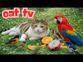 Cat & Dog TV 😻🐶 Pets Go Crazy Watching Forest Wildlife in April 🌳 4K | Ep. 194