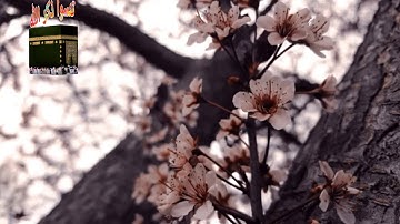 سورة النمل اية 18 حالات واتس