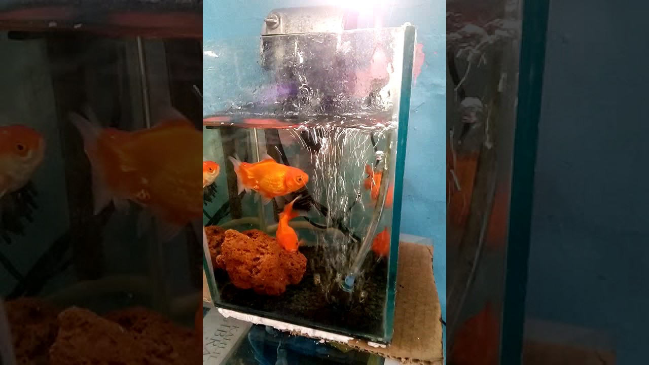 Ikan Mas Koki Aquarium  Minimalis  kecil murah low budget 
