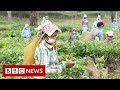 New video by BBC News on YouTube