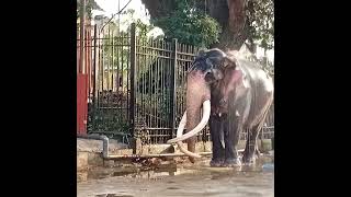 tusker is a ready to perahera 2 minutes ago