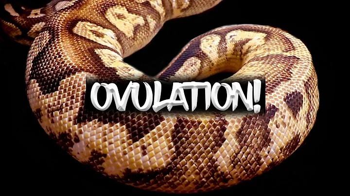 Ball Python Ovulation!