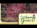 From the Learning Garden - Invasive Plants