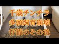 チンチラ多頭飼育崩壊②仔猫のその後