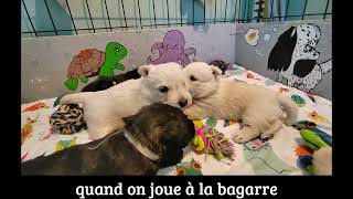 4 semaines pour nos chiots Scottish Terrier by Pôle Canin Artémis 472 views 1 year ago 1 minute, 53 seconds