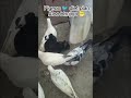 #pigeon#jaidmeel#kabootar#lka#youtubeshorts#love#reels#shorts#subscribe#music#vilog#like#share#funny
