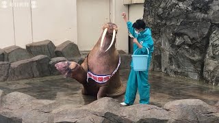 セイウチの「キック」が一日署長　南知多ビーチランド