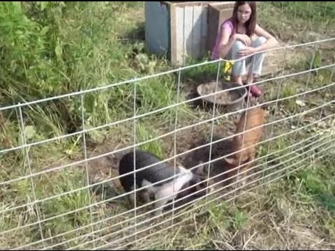 Raising Pigs Without Smell And On The Cheap Youtube