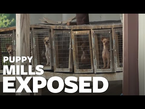 Video: Den Tid Stalkede jeg en Instagram Dingus og tog vores forhold til det næste niveau
