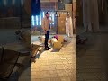 Sindoor Ki Kimaat 2 | BTS #bts #shortyoutube #behindthescene #sindoorkikeemat2 #dangaltv #shorts