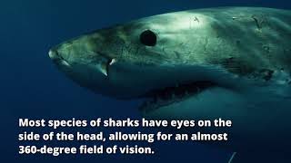 Never Stop Learning - 5 Fascinating Shark Facts