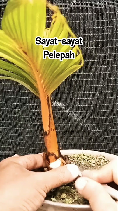 The leaves are cut #shortsvideo #shorts #acarikbonsai #bonsaikelapa #coconutbonsai