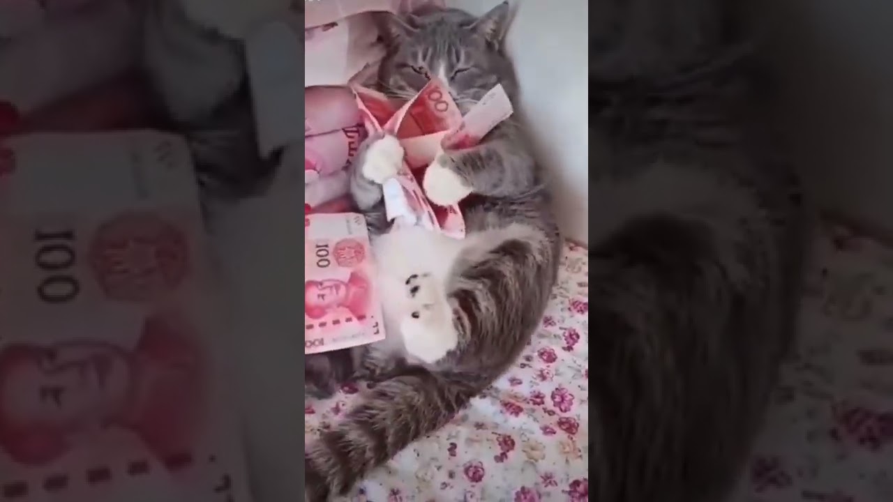 Cat Loves Money | Funny Cat Video | Cutest Pet On Internet | 